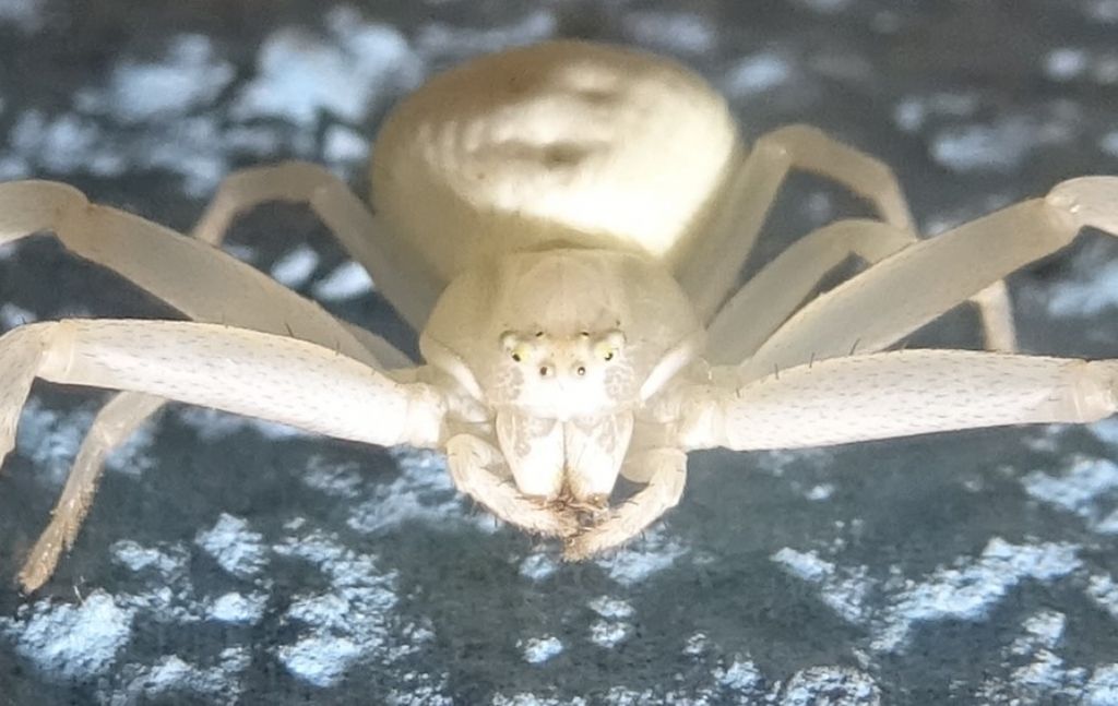 femmina di Misumena vatia